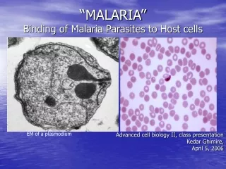 “MALARIA” Binding of Malaria Parasites to Host cells