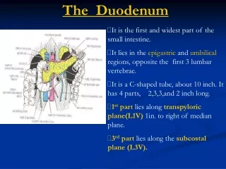 The  Duodenum