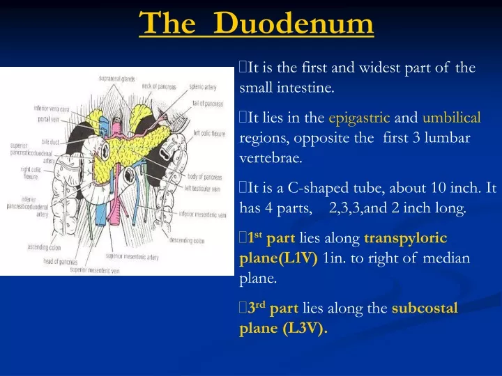 the duodenum