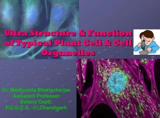 Ultra Structure &amp; Function of Typical Plant Cell &amp; Cell Organelles