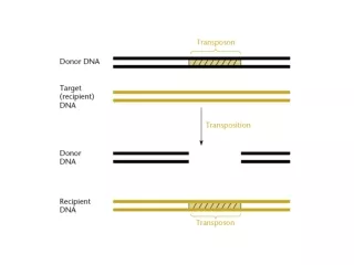 Examples of composite transposons