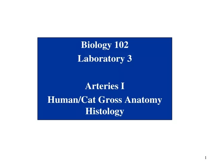 biology 102 laboratory 3 arteries i human cat gross anatomy histology