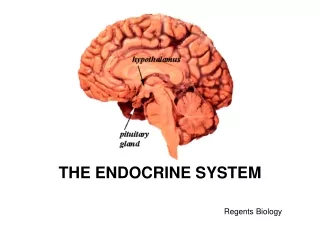 THE ENDOCRINE SYSTEM 																	Regents Biology