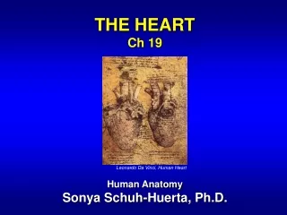 THE HEART Ch 19 Human Anatomy Sonya Schuh-Huerta, Ph.D.