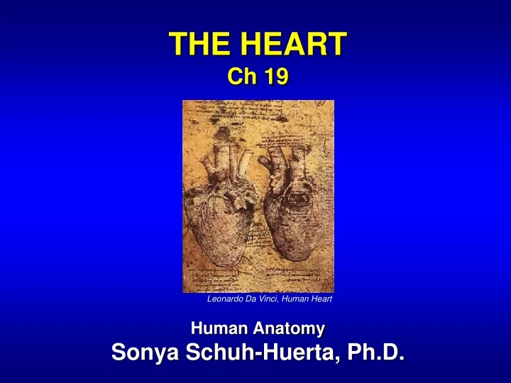 the heart ch 19 human anatomy sonya schuh huerta