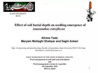 Effect of soil burial depth on seedling emergence of  Amaranthus retroflexus