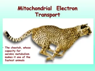 Mitochondrial  Electron Transport