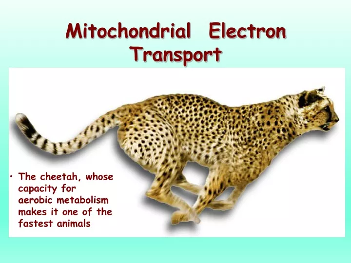 mitochondrial electron transport