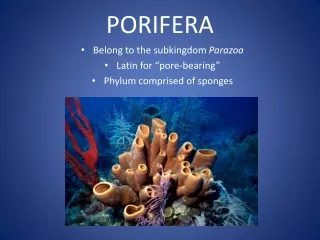 PORIFERA