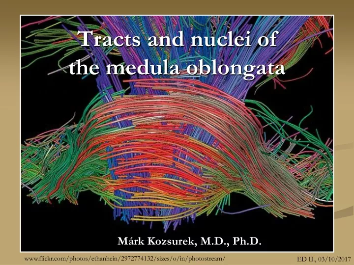 tracts and nuclei of the medula oblongata