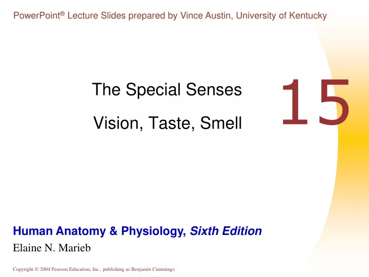 the special senses vision taste smell