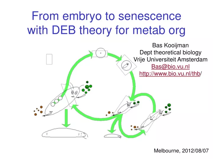 from embryo to senescence with deb theory for metab org