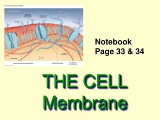 THE CELL Membrane