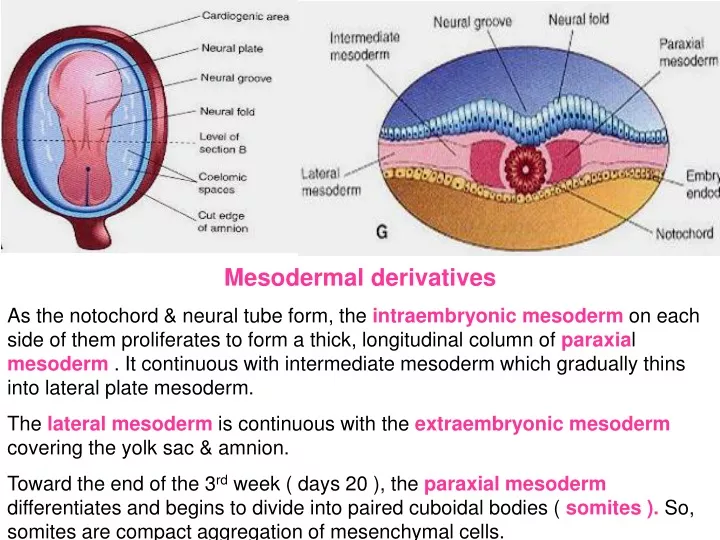 mesodermal derivatives as the notochord neural