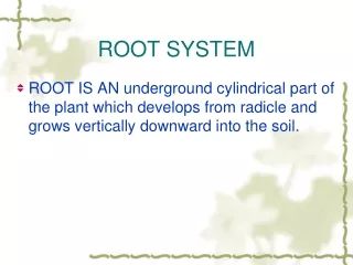 ROOT SYSTEM
