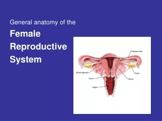 General anatomy of the Female  Reproductive  System