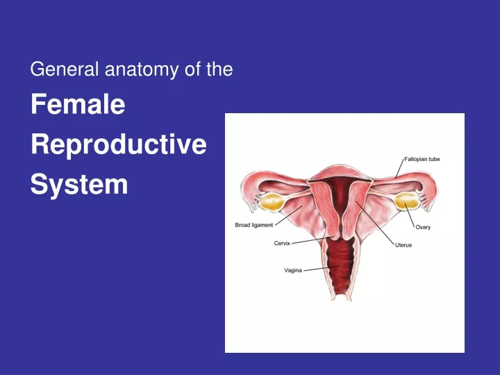 general anatomy of the female reproductive system
