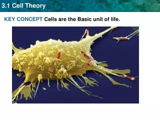 KEY CONCEPT  Cells are the Basic unit of life.