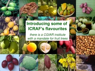 Introducing some of  ICRAF’s flavourites there is a CGIAR institute with a mandate for fruit trees