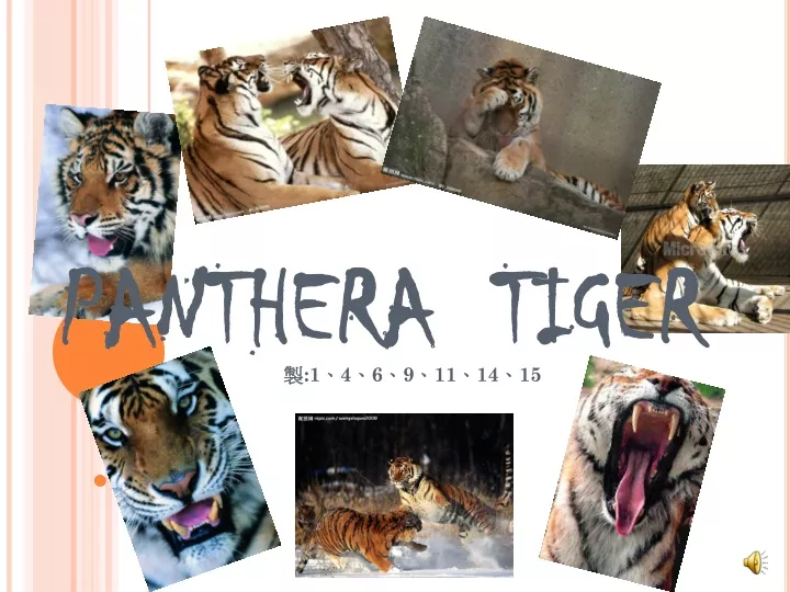 panthera tiger