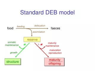 Standard DEB model