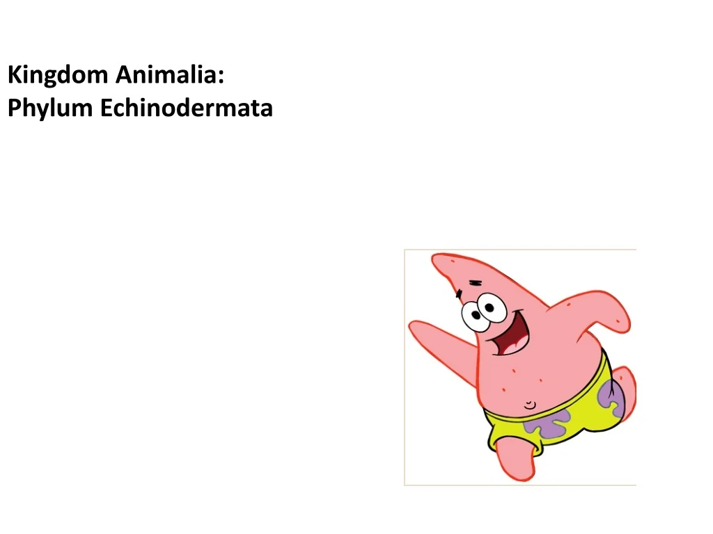 PPT - Kingdom Animalia: Phylum Echinodermata PowerPoint Presentation ...