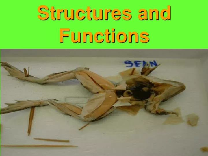 structures and functions