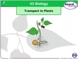 Why do plants need transport systems?