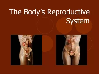 The Body’s Reproductive System