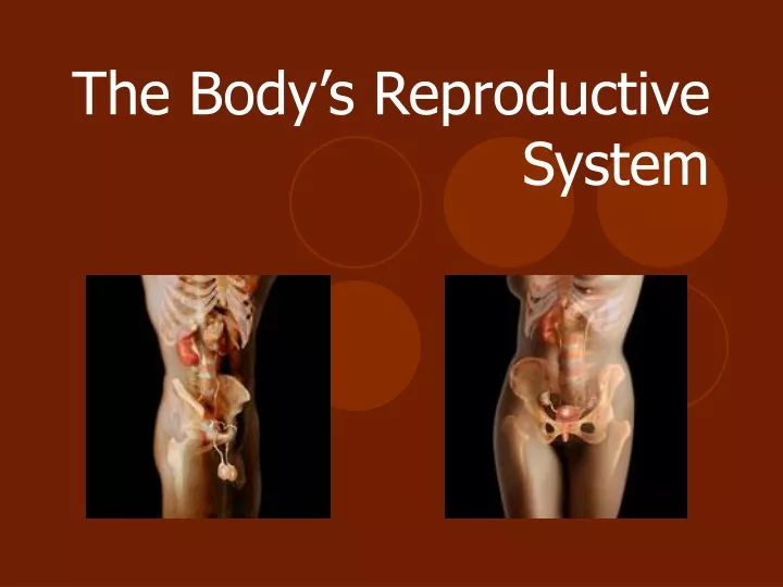 the body s reproductive system