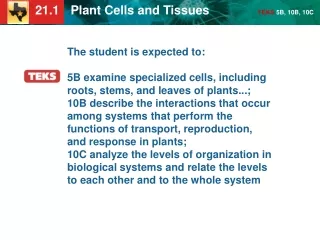 KEY CONCEPT Plants have specialized cells and tissue systems.