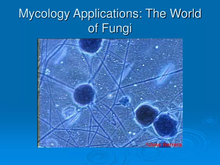 mycology applications the world of fungi