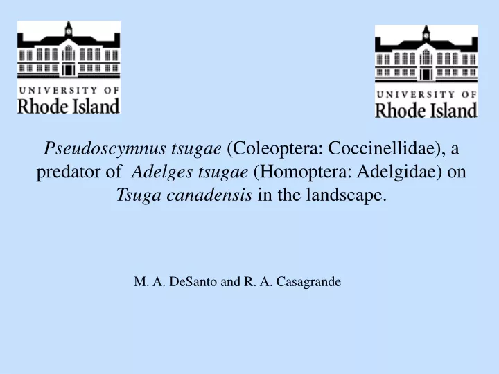 pseudoscymnus tsugae coleoptera coccinellidae