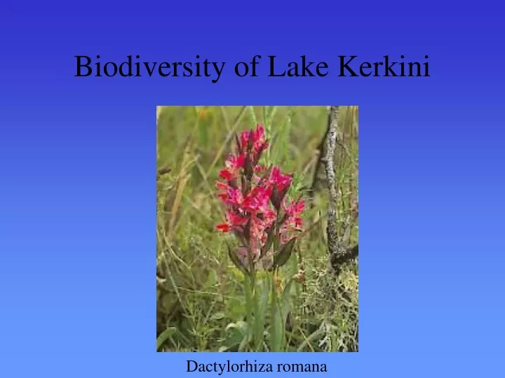biodiversity of lake kerkini