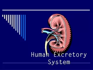 Human Excretory System