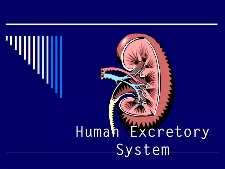 human excretory system