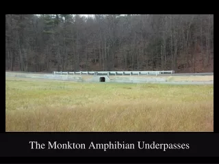 The Monkton Amphibian Underpasses