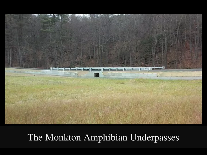 the monkton amphibian underpasses