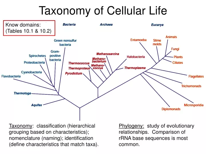 taxonomy of cellular life