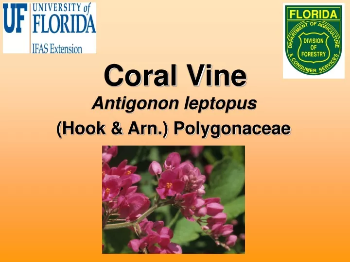 coral vine