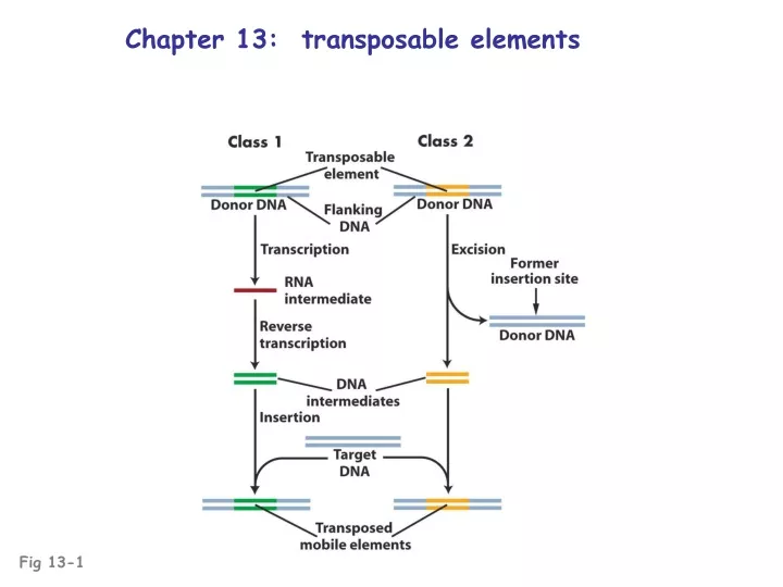 chapter 13 transposable elements