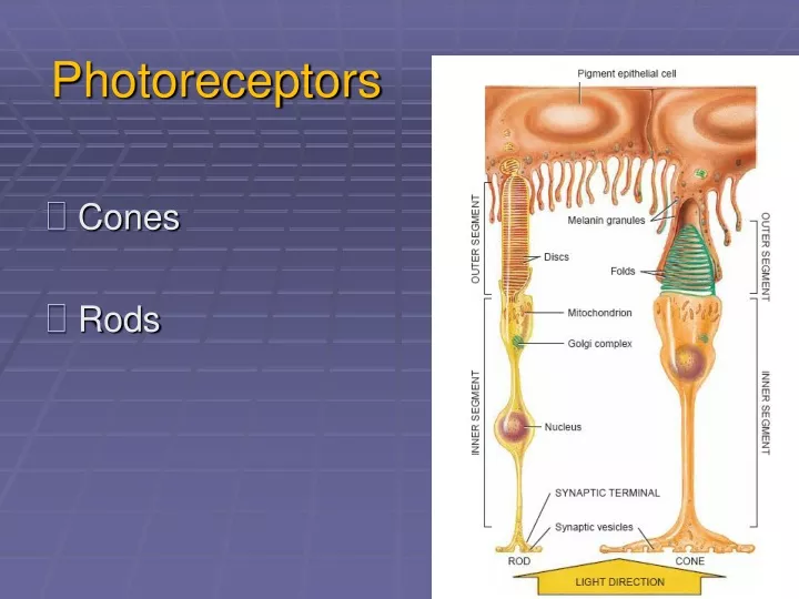 photoreceptors