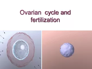 Ovarian  cycle and fertilization