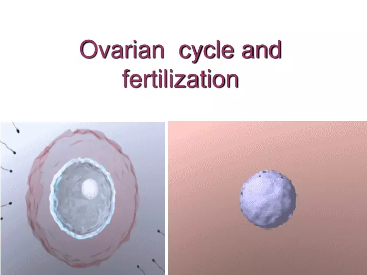 ovarian cycle and fertilization