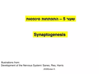 Synaptogenesis