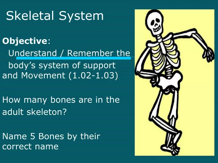 skeletal system