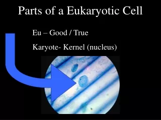 Parts of a Eukaryotic Cell