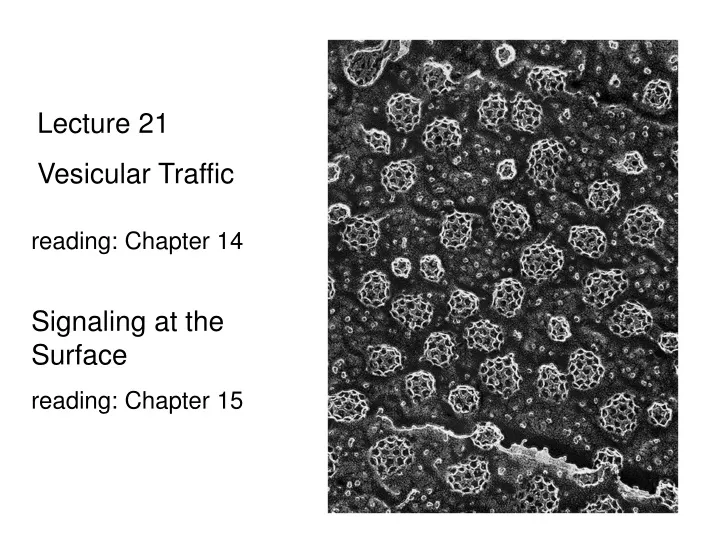 lecture 21 vesicular traffic