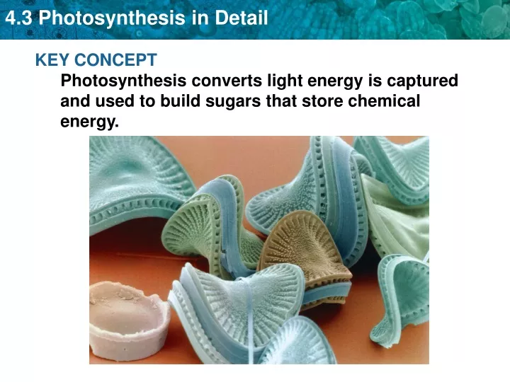 key concept photosynthesis converts light energy