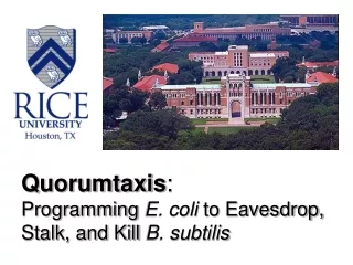 Quorumtaxis : Programming  E. coli  to Eavesdrop, Stalk, and Kill  B. subtilis